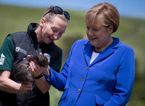 Angela Merkel betrachtet einen Kiwi-Vogel, der von einer Naturschützerin gehalten wird.