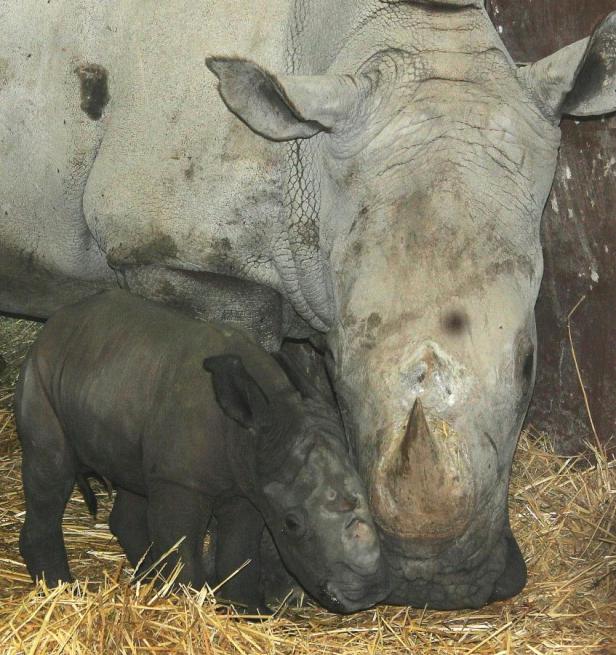 Nashorn-Nachwuchs im Zoo Schmiding