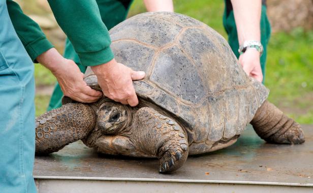 Tierwelt: So alt wie der Eishai wird keiner