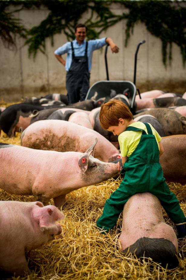 Schwein gehabt!