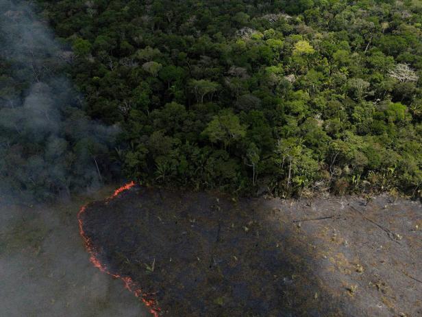 Amazonas: Viele Brände und schlimmste Abholzung seit Jahren