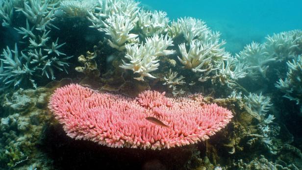 Great Barrier Reef, das stark bedrohte Weltnaturerbe