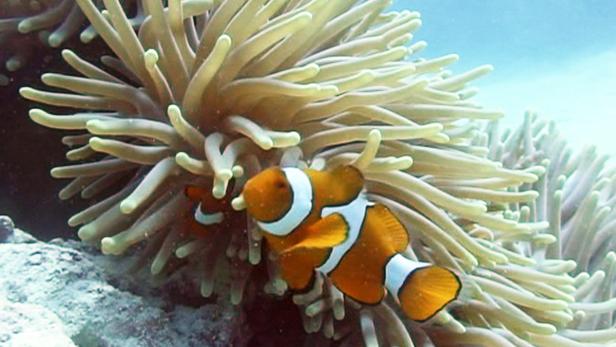 Great Barrier Reef, das stark bedrohte Weltnaturerbe