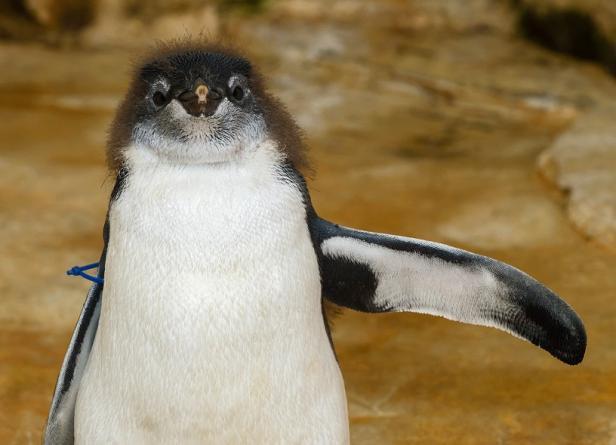Pinguin-Nachwuchs in Schönbrunn