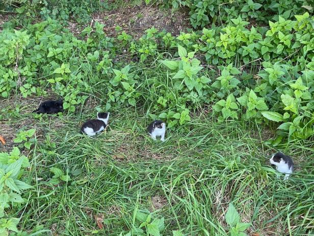 Fünf sterbenskranke Kätzchen ausgesetzt - vier überlebten
