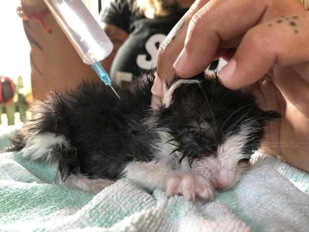 Fünf sterbenskranke Kätzchen ausgesetzt - vier überlebten
