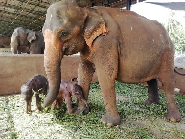 Sri Lanka will "Kurzarbeit" für Arbeitselefanten