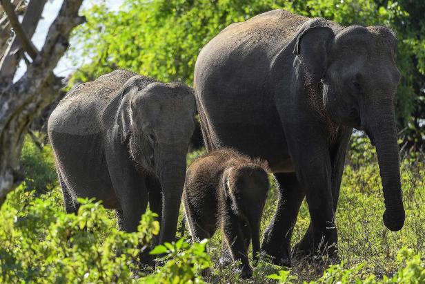 Sri Lanka will "Kurzarbeit" für Arbeitselefanten
