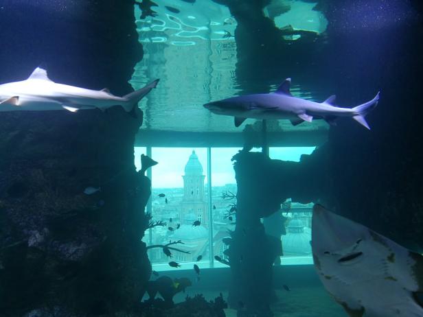 360-Grad-Aquarium im Haus des Meeres: Haie vor dem Häusermeer