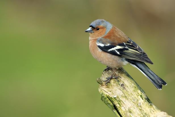 Tipps für die Vogelbeobachtung: So hat Birdwatching Aussicht auf Erfolg