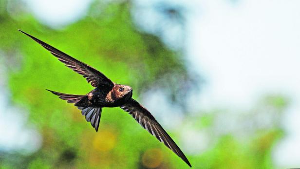 Tipps für die Vogelbeobachtung: So hat Birdwatching Aussicht auf Erfolg