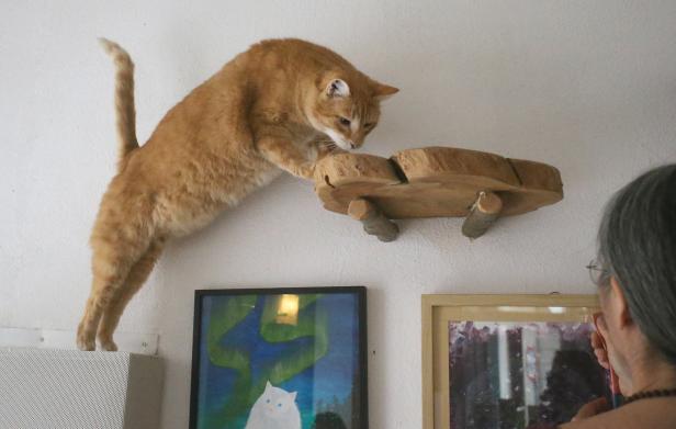 Eine orangefarbene Katze springt auf ein hölzernes Wandregal.