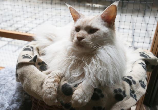 Eine hellbeige Maine-Coon-Katze liegt in einem Katzenbett mit Pfotenabdruckmuster.