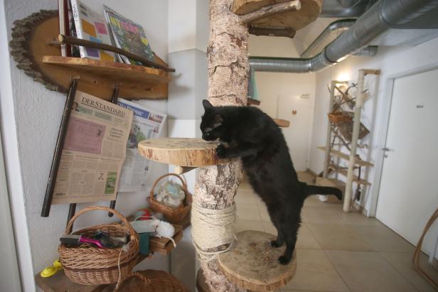 Eine schwarze Katze klettert auf einen Kratzbaum aus Holz.