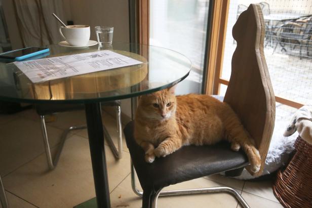 Eine orangefarbene Katze liegt auf einem Stuhl an einem Tisch mit Kaffee und einer Speisekarte.