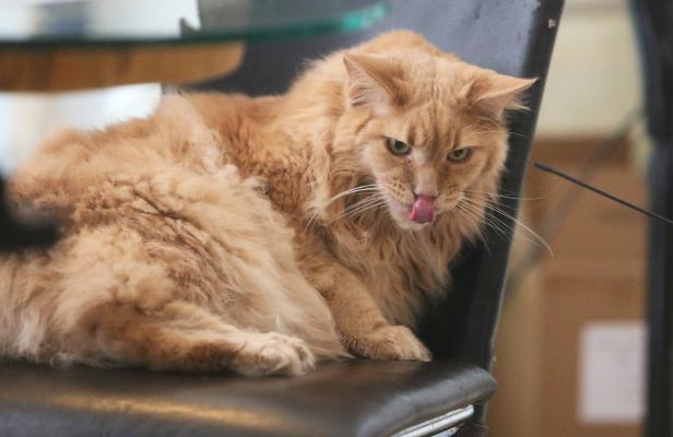 Eine orangefarbene Katze liegt auf einem Stuhl und leckt sich über die Nase.
