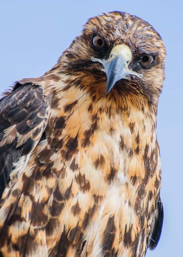 Bussard, Galapagos