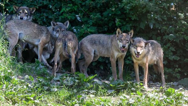 Wölfe im Tierpark Buchenberg