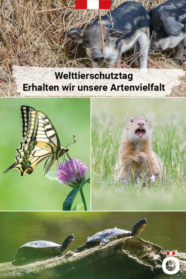 Welttierschutztag – weil unsere Tierwelt Schutz braucht