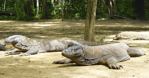 Mehrere Komodowarane liegen auf dem Boden.