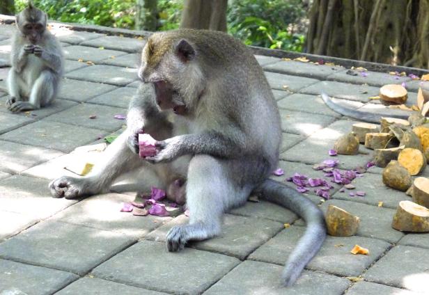 Ein Affe sitzt auf dem Boden und isst Süßkartoffeln, ein anderer Affe sitzt im Hintergrund.