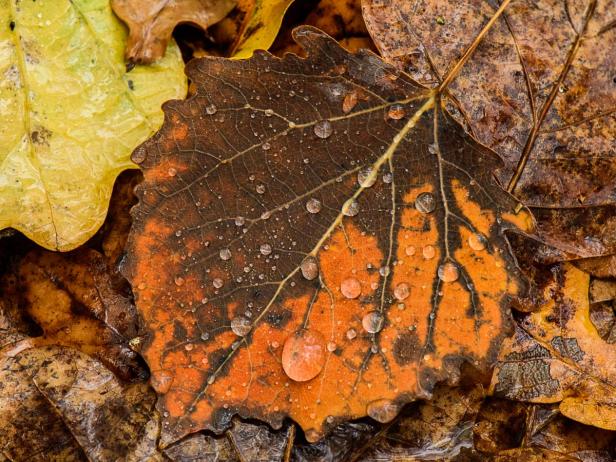 Herbstblätter