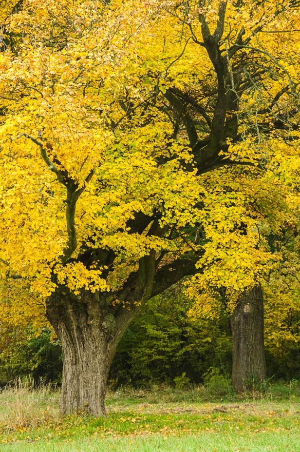 Eiche im Herbstkleid