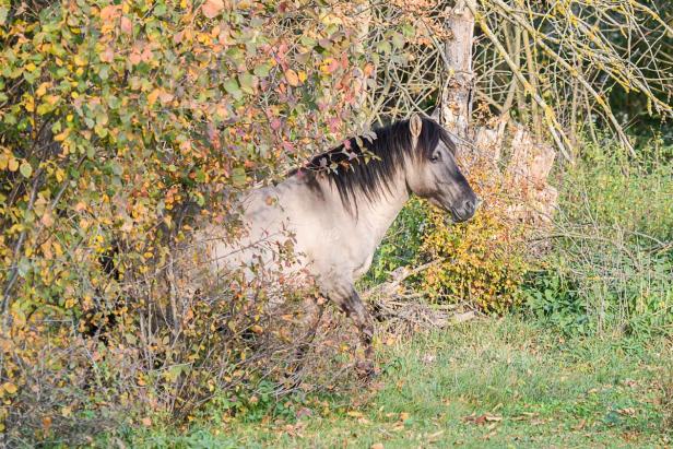 Konik-Pferd in Marchegg