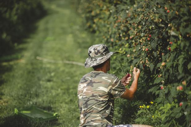 Wie Europas Lust auf Beeren Migranten und Landschaft ausbeutet