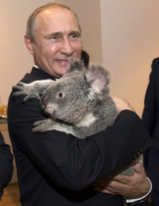 Wladimir Putin hält einen Koala im Arm.