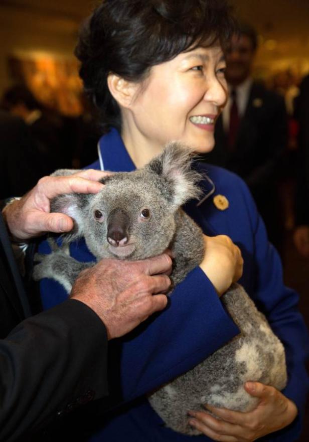 Eine Frau hält einen Koala im Arm, während eine andere Person ihn streichelt.