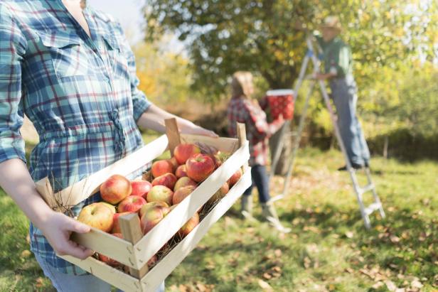 Warum alte Äpfel besser schmecken