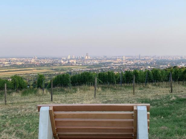 Eine Bank mit Blick auf Wien, umgeben von Weinbergen.