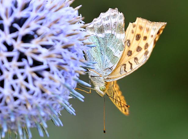 Schmetterlingsreport: Dem Falter beim Fliegen folgen