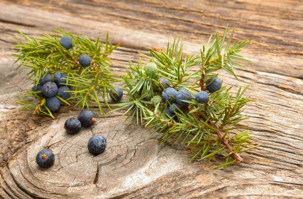 Juniper berries