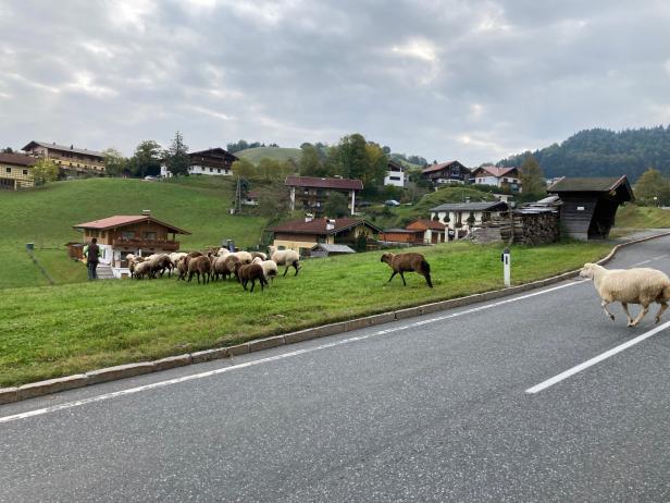 Salzburg: Polizei lotst ausgebüxte Schafsherde zu Besitzer zurück