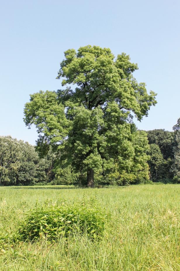 Asiatischer Pilz bedroht heimische Eschen