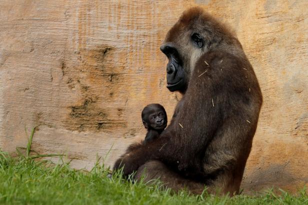 Berühmter einarmiger Gorilla verstarb an "blutigem Durchfall"