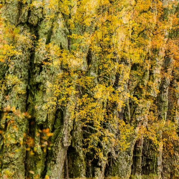 Spaziergang im Herbstwald – ein Naturabenteuer