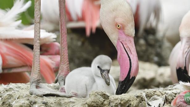 Flamingo-Küken: Langbeiniger Nachwuchs in Schönbrunn