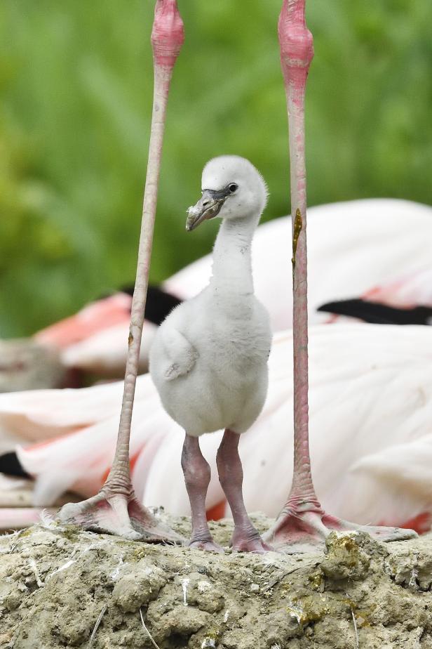 Flamingo-Küken: Langbeiniger Nachwuchs in Schönbrunn