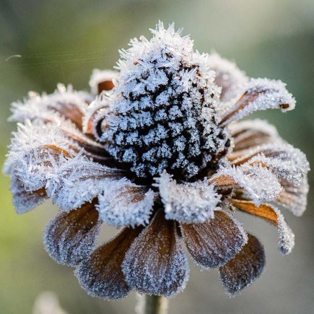 Tipps, wie Sie Ihren Garten winterfest machen