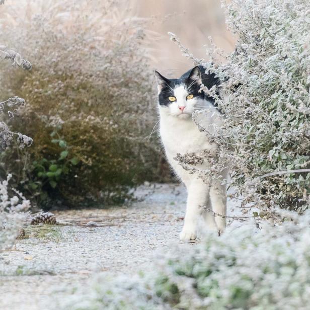 Tipps, wie Sie Ihren Garten winterfest machen