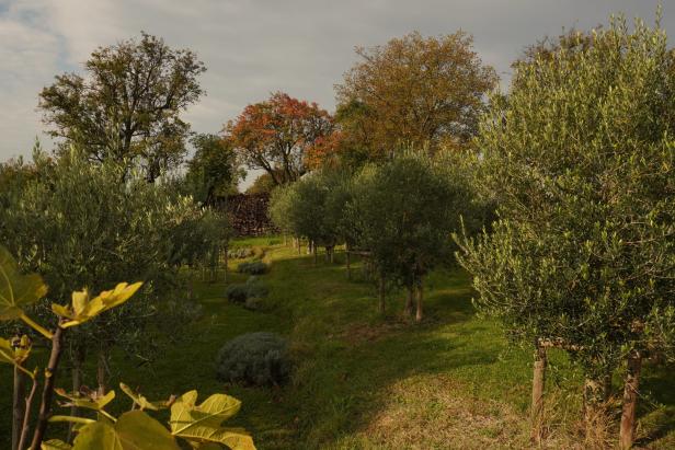 Oliven in NÖ: Wenn Exoten heimisch werden