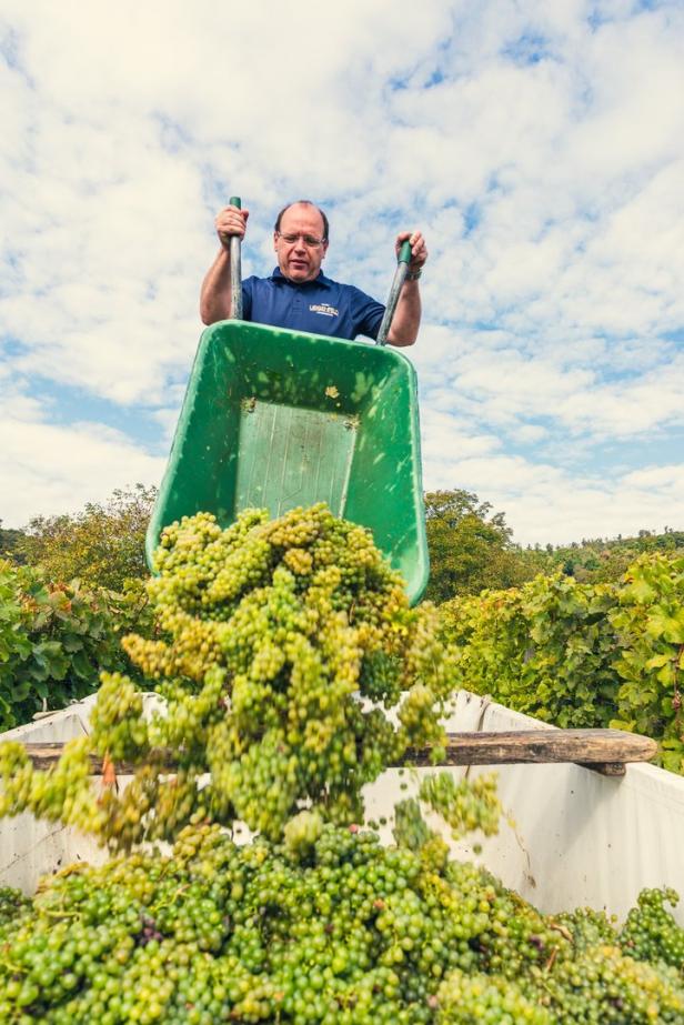 Weinlese im Burgenland: Gute Qualität, weniger Ertrag