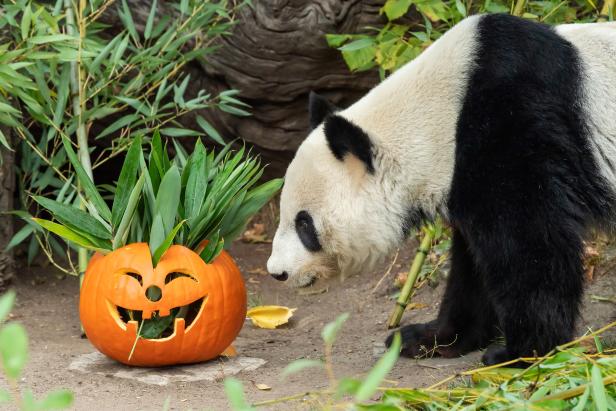 Halloween in Schönbrunn - Kattas und Pandas mit Kürbissen überrascht