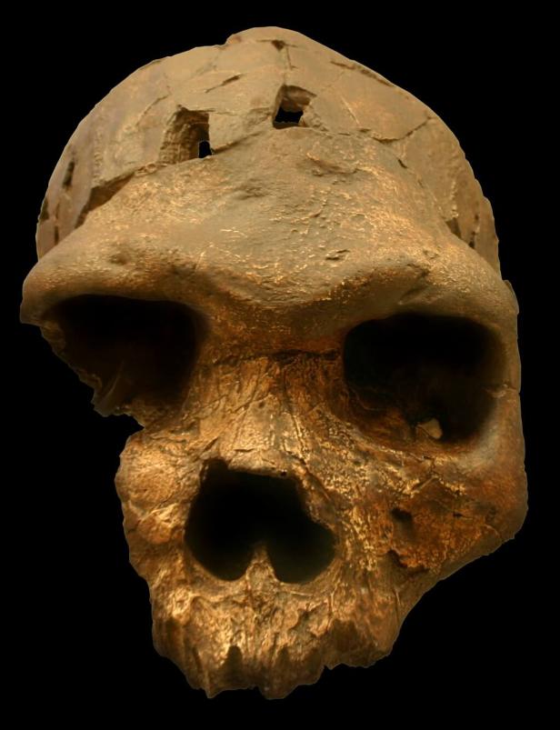 Urmensch vor 500.000 Jahren soll jetzt Homo bodoensis heißen