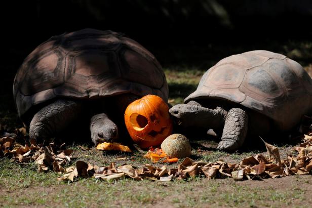 Zwei Schildkröten fressen Kürbis und andere Früchte neben einem geschnitzten Halloween-Kürbis.