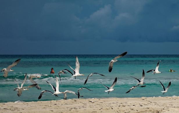 Eine Gruppe von Seeschwalben fliegt über einen Sandstrand mit Badegästen im Hintergrund.