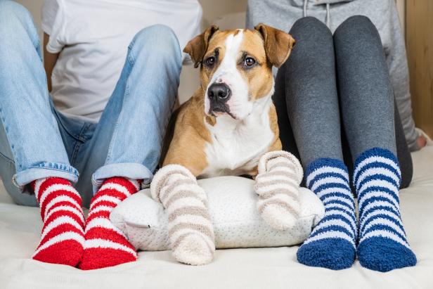 Ein Hund liegt zwischen zwei Personen mit bunten Socken auf einem Bett.